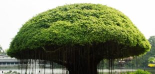 Banyan ağacı nasıl yetiştirilir? Bakımı nasıl yapılır?