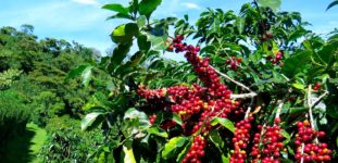 Kahve Ağacı Nasıl yetiştirilir? Bakımı Nasıl Yapılır?