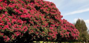 Rhododendron ağacı bakımı nasıl yapılır? Nasıl yetiştirilir?