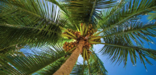 Palmiye ağacı bakımı nasıl yapılır? Nasıl yetiştirilir?