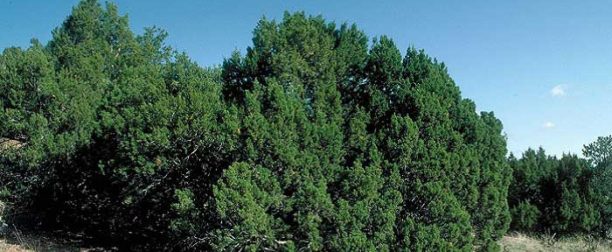 Ardiç ağacı nasıl yetiştirilir? nasıl bakımı yapılır ?