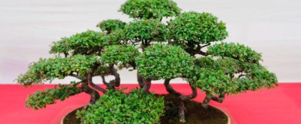 Bonsai ağacı nasıl yetiştirilir? bakımı nasıl yapılır?