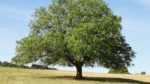 Ceviz ağacı nasıl yetiştirilir? bakımı nasıl yapılır?