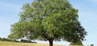 Ceviz ağacı nasıl yetiştirilir? bakımı nasıl yapılır?