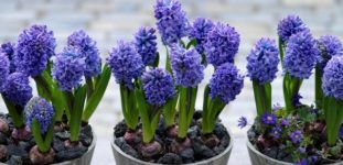 Sümbül (hyacinthus) nasıl yetiştirilir? bakımı nasıl yapılır?
