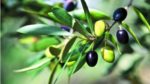 Zeytin ağacı nasıl yetiştirilir? bakımı nasıl yapılır?