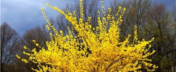 Altın çanak çiçeği nasıl yetiştirilir? Bakımı nasıl yapılır?