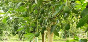 Avokado ağacı nasıl yetiştirilir? Bakımı nasıl yapılır?