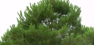 Çam Fıstığı Ağacı Nasıl Yetiştirilir? Bakımı Nasıl Yapılır?