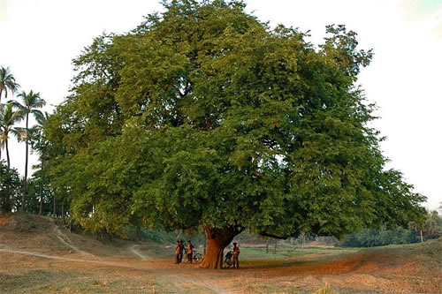 Demirhindi Agaci Nasil Yetistirilir Bakimi Nasil Yapilir Bitkimania