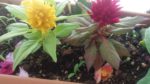 Horoz ibiği çiçeği bakımı nasıl yapılır? Nasıl yetiştirilir?