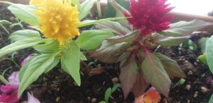 Horoz ibiği çiçeği bakımı nasıl yapılır? Nasıl yetiştirilir?