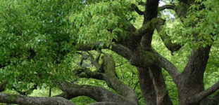 Kafur Ağacı Nasıl Yetiştirilir? Bakımı Nasıl Yapılır?