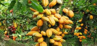 Kakao ağacı bakımı nasıl yapılır? Nasıl yetiştirilir?