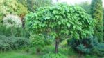 Katalpa ağacı nasıl yetiştirilir? Bakımı nasıl yapılır?
