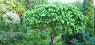 Katalpa ağacı nasıl yetiştirilir? Bakımı nasıl yapılır?