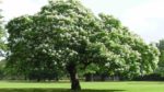 Kestane Ağacı Nasıl Yetiştirilir? Bakımı Nasıl Yapılır?