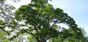 Meşe Palamudu Ağacı Nasıl Yetiştirilir? Bakımı Nasıl Yapılır?