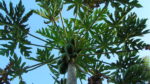 Papaya ağacı nasıl yetiştirilir? Bakımı nasıl yapılır?