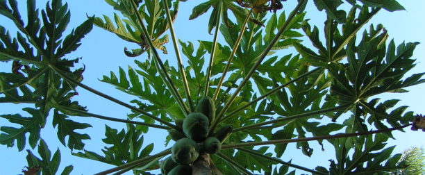 Papaya ağacı nasıl yetiştirilir? Bakımı nasıl yapılır?