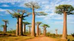 Baobab Ağacı Nasıl Yetiştirilir? Bakımı Nasıl Yapılır?