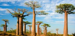 Baobab Ağacı Nasıl Yetiştirilir? Bakımı Nasıl Yapılır?