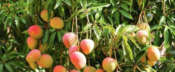 Mango Ağacı Nasıl Yetiştirilir? Bakımı Nasıl Yapılır?