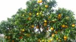Portakal Ağacı Nasıl Yetiştirilir? Bakımı Nasıl Yapılır?