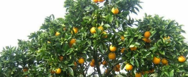 Portakal Ağacı Nasıl Yetiştirilir? Bakımı Nasıl Yapılır?