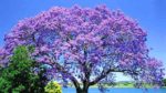 Jacaranda Ağacı Nasıl Yetiştirilir? Bakımı Nasıl Yapılır?