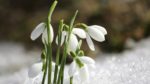 Kış Mevsiminde Bitki Bakımında Dikkat Edilmesi Gerekenler